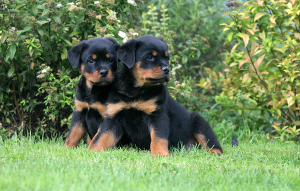A pair of puppies Rottweiler