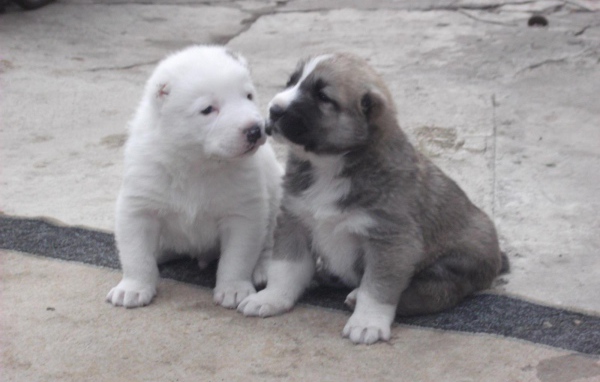 Пара щенков алабая на земле