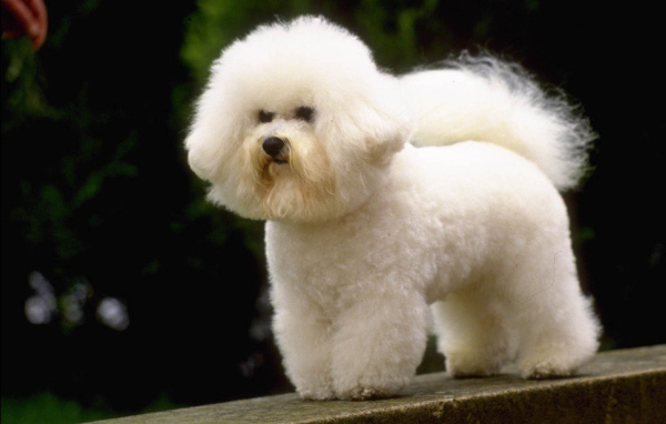 Маленькая французская болонка