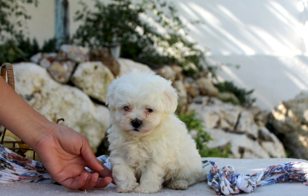Ласковый щенок болонки