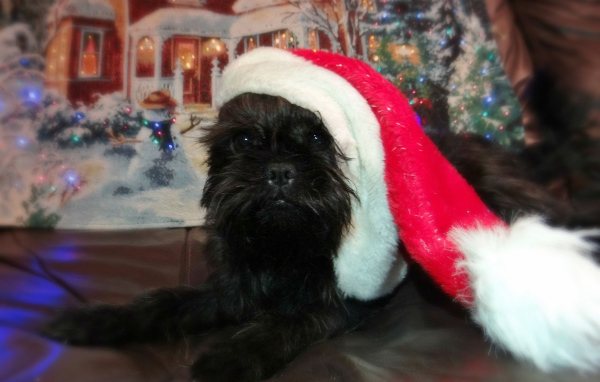 Новогодний наряд аффенпинчера