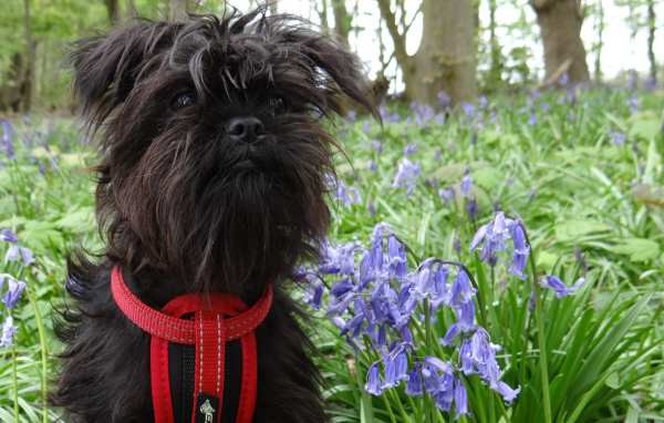 Аффенпинчер в цветах