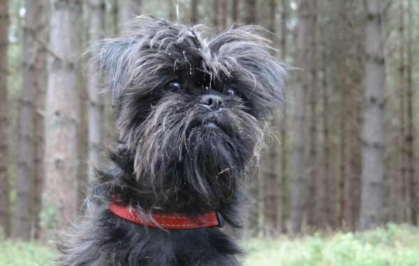 Аффенпинчер на фоне деревьев