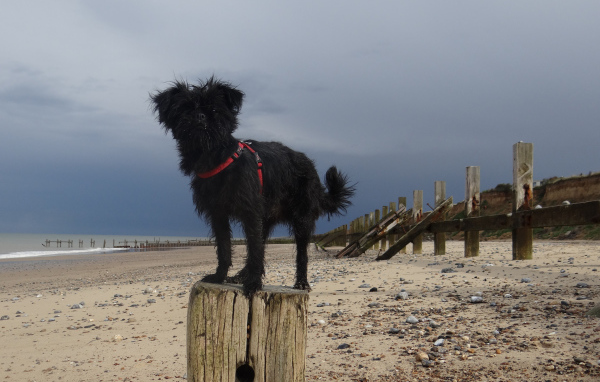 Аффенпинчер на пляже