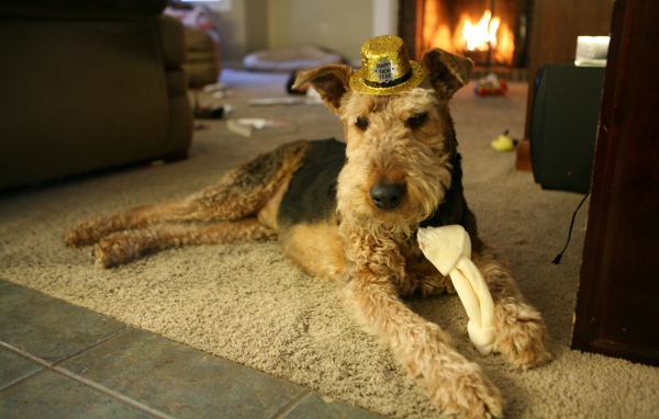 Эрдельтерьер в золотой шляпе