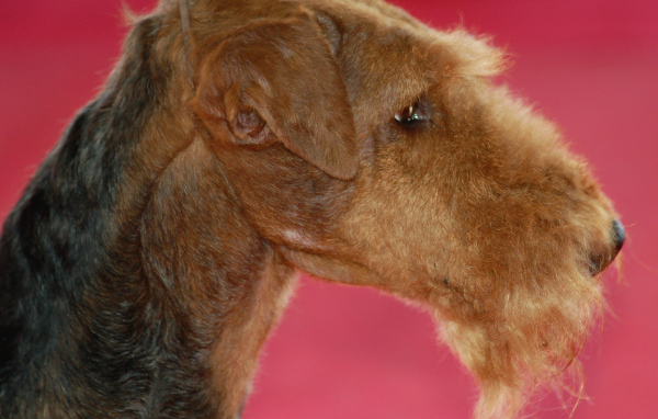 Эрдельтерьер на розовом фоне