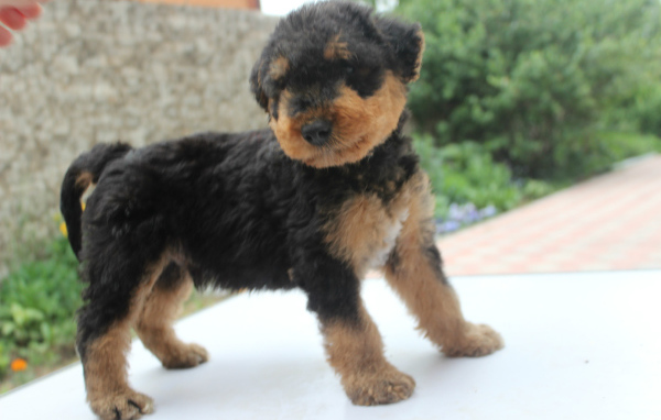 Щенок эрдельтерьера