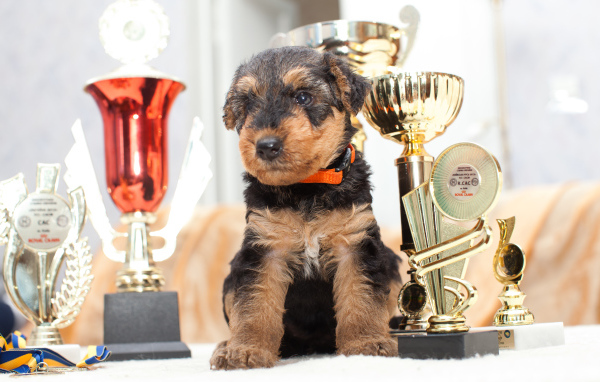Щенок эрдельтерьера с наградами