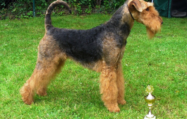 Эрдельтерьер со своим кубком
