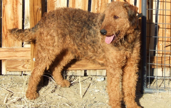 Эрдельтерьер у деревянного забора