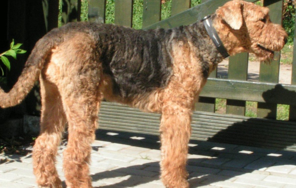 Пес эрдельтерьер охранник