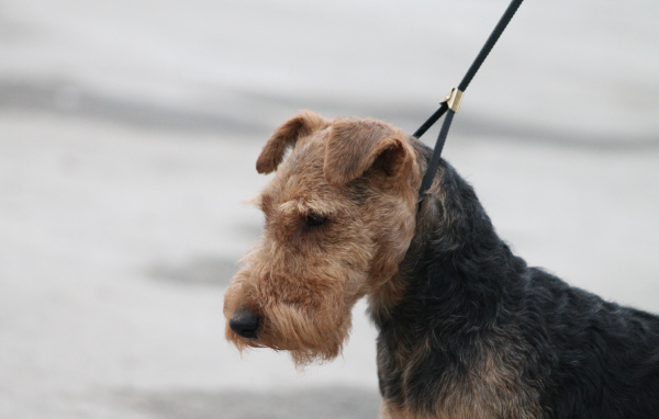 Пес эрдельтерьер на поводке