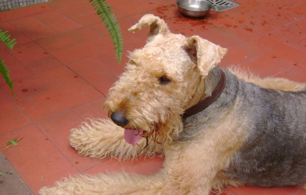 Эрдельтерьер на кафельном полу