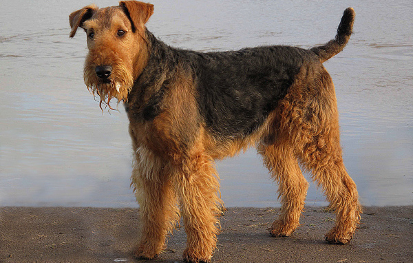 Мокрый эрдельтерьер у воды