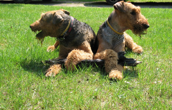Эрдельтерьеры делят палку