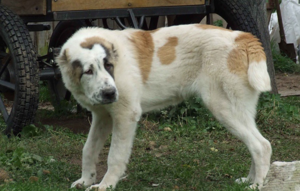 Алабай заискивает перед хозяином
