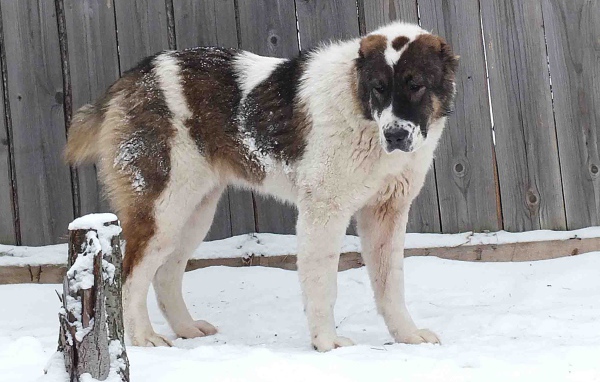 Алабай у забора