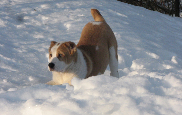 Алабай в сугробе