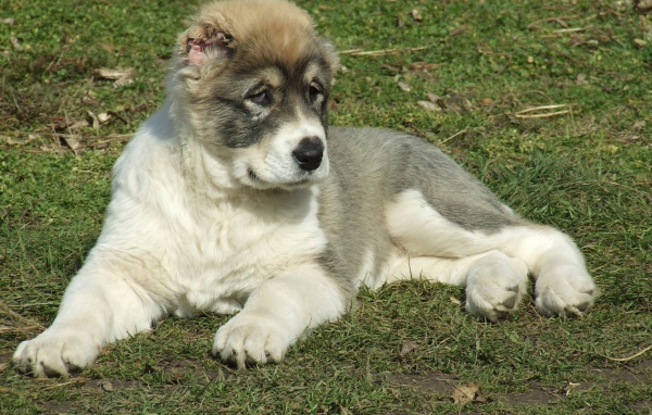 Щенок алабая на траве