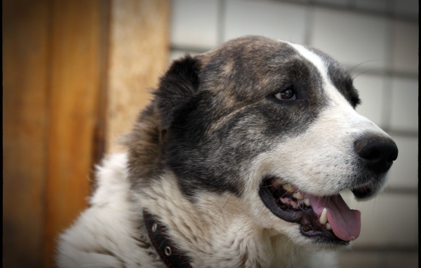 Алабай показывает зубы