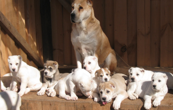 Алабай со своими щенками
