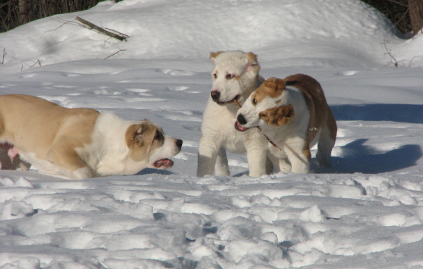 Алабаи играют в снегу