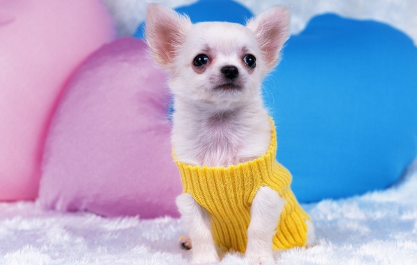 Восхитительная собака чихуахуа