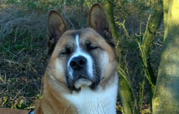 Американская акита прикрыла глаза