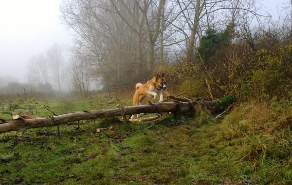 Американская акита прыгает через препятствие