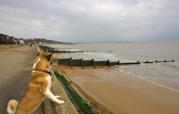 Американская акита на пляже