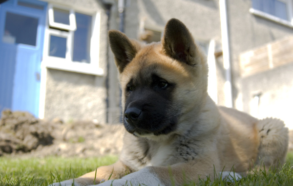 Щенок американской акиты