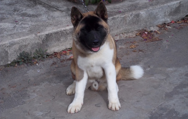 Американская акита сидит на цепи