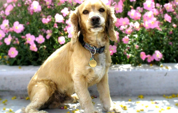 Американский кокер спаниель в цветах