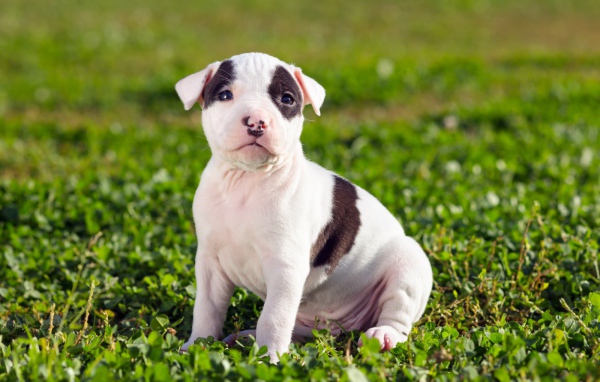 Щенок американского стаффордширского терьера