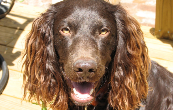 Американский водяной спаниель