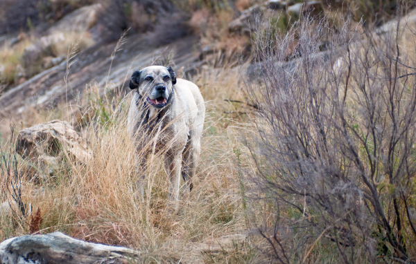 Злой пес чинук