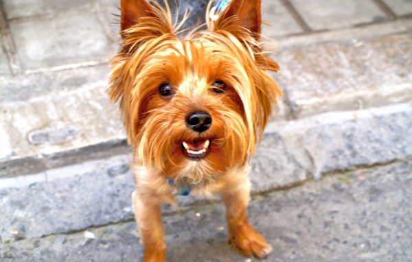 Рыжий йоркширский терьер