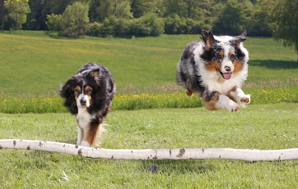 Австралийские собаки
