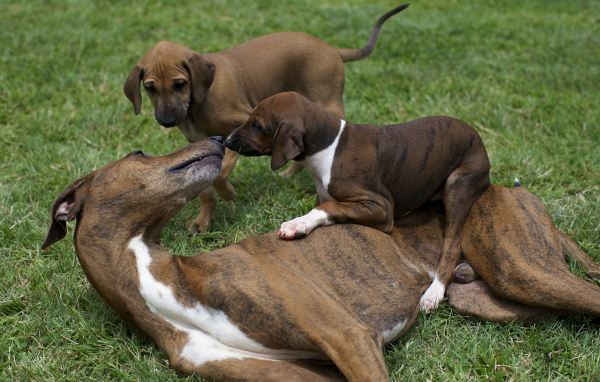 Мама азавак играет с щенками