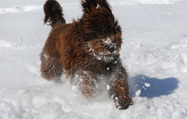 Барбет бежит по снегу