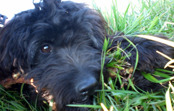 Барбет лежит в траве