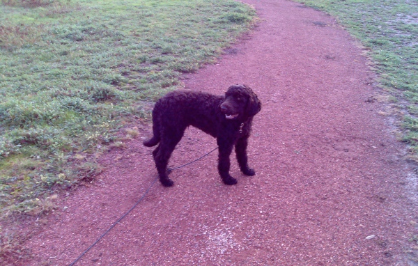 Барбет на дорожке