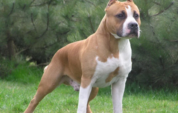 Боевая стойка американского стаффордширского терьера