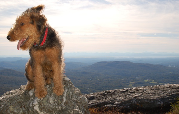 Красивый эрдельтерьер в горах