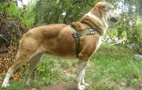 Красивая стойка алабая