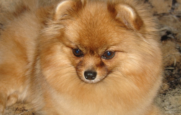 Красивый немецкий шпиц