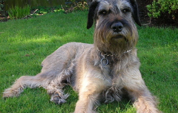 Красивый шнауцер лежит