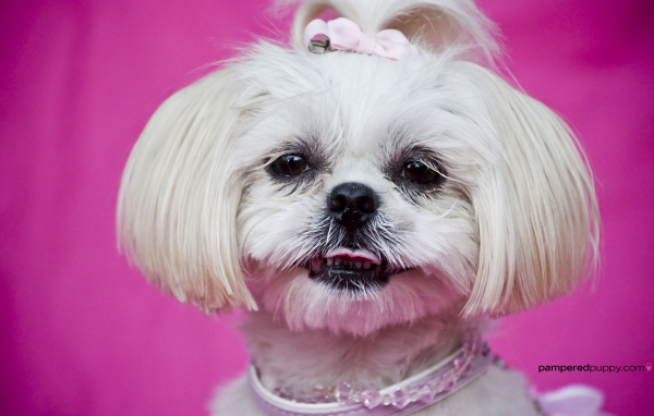 Красивая стрижка шитцу