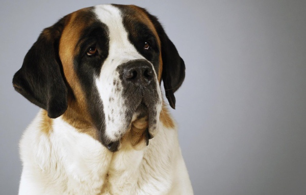 Красивый пес сенбернар