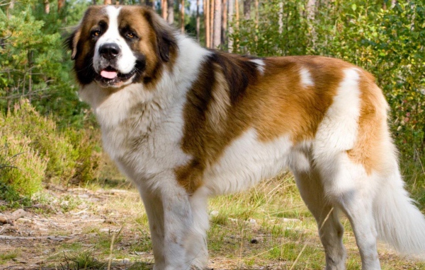 Красивый сенбернар в парке